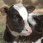 Newborn black-and-white calf standing in a paddock