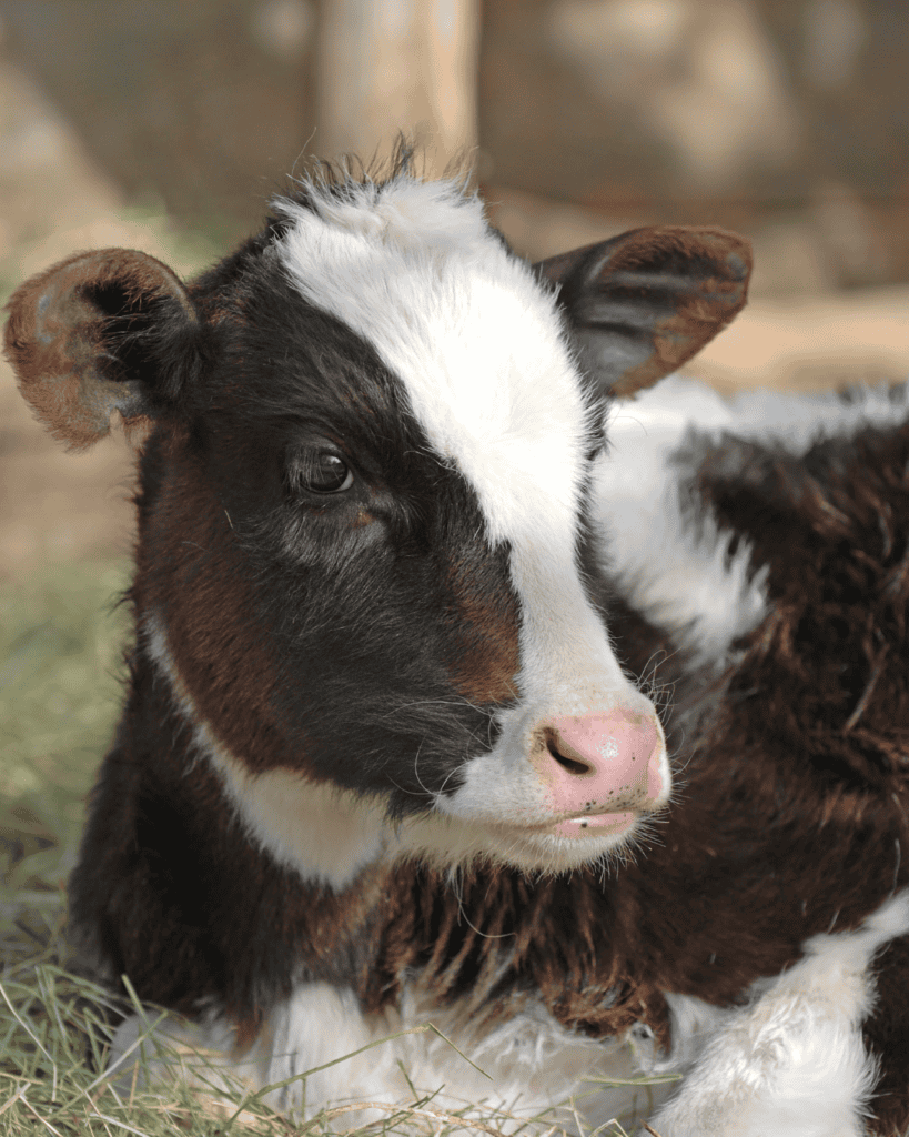 Aorangi Vets SM Tiles - 2026 Newborn black-and-white calf standing in a paddock