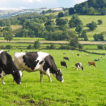 Aorangi Vets - Dairy Service