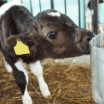 Young calf drinking milk at Aorangi Vet Services in New Zealand.