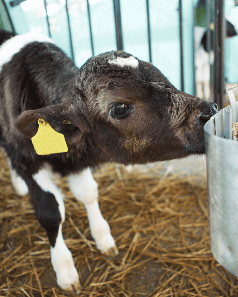 Young calf drinking milk at Aorangi Vet Services in New Zealand.
