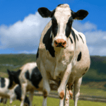 Black and white dairy cow standing in a paddock under a blue sky with clouds, South Canterbury