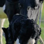 Cow nuzzling a newborn calf in a paddock
