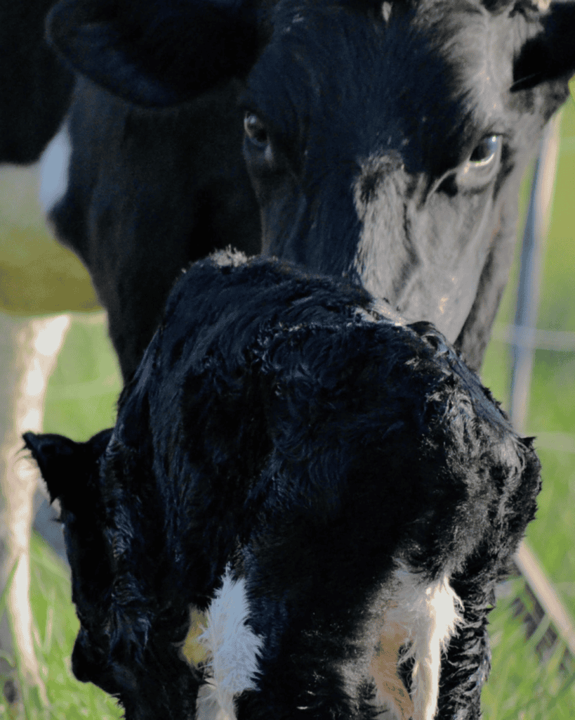 Cow nuzzling a newborn calf in a paddock