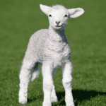 Young white lamb standing in a green paddock