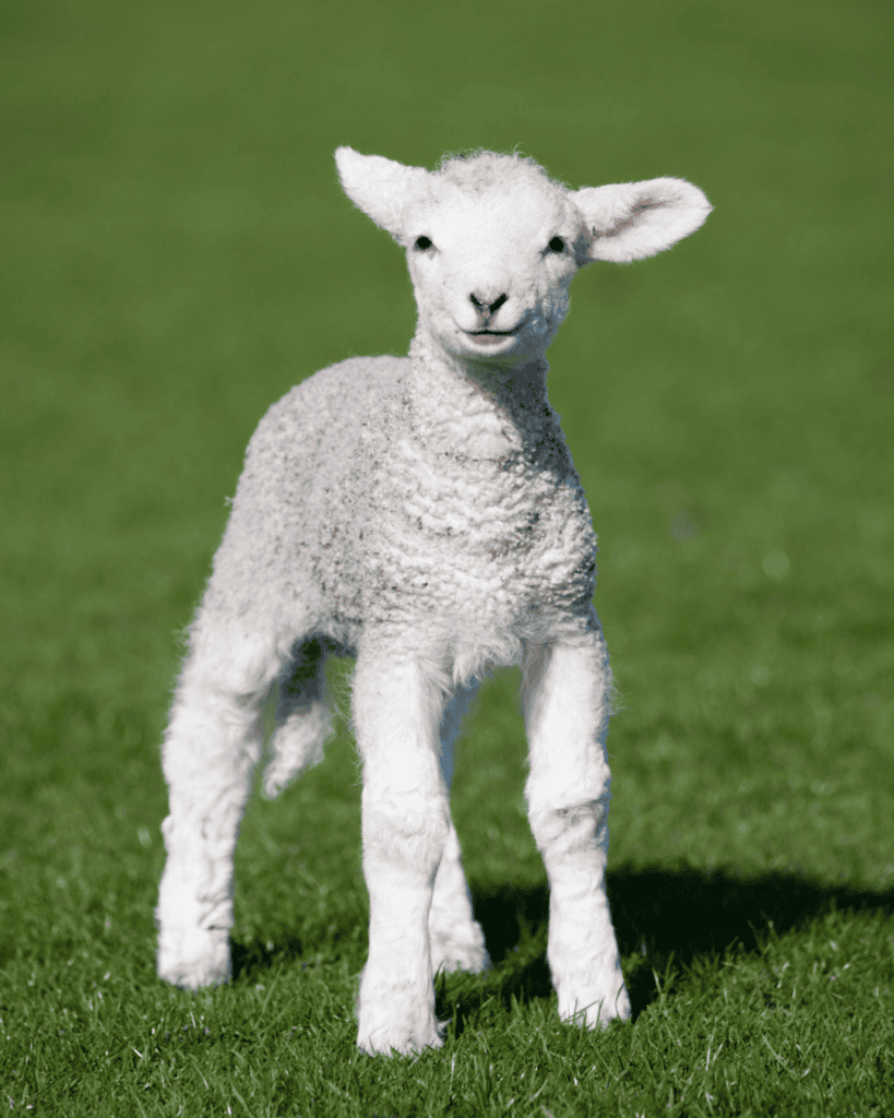 Young white lamb standing in a green paddock