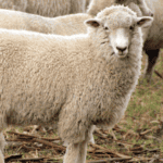 Romney-type ewe with a clean, even fleece in a Canterbury paddock