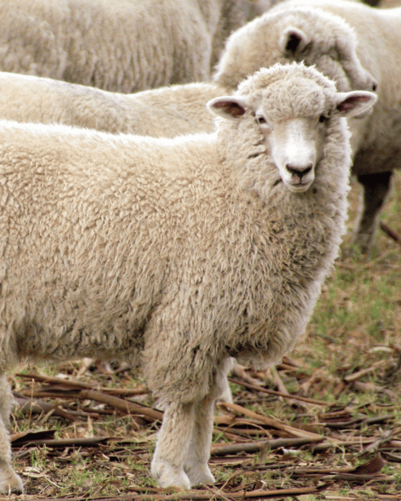 Romney-type ewe with a clean, even fleece in a Canterbury paddock