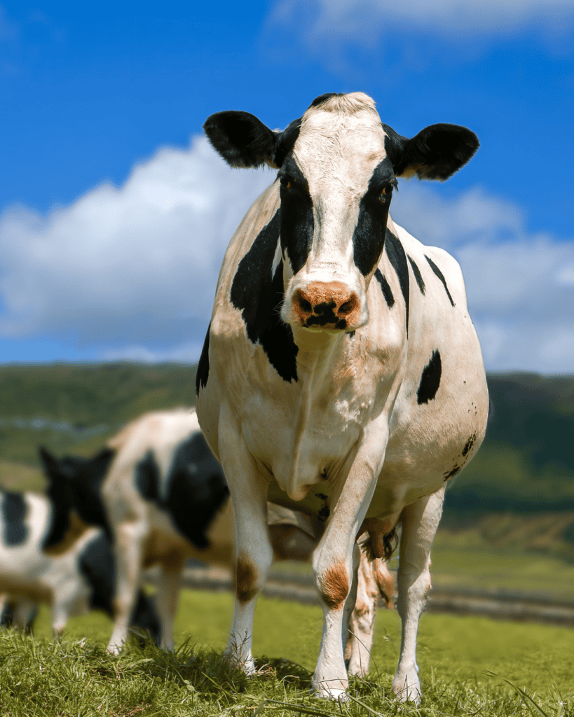 Aorangi Vets SM Tiles - 2026 Black and white dairy cow standing in a paddock under a blue sky with clouds, South Canterbury