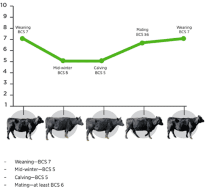 Body condition Score Targets - Source Beef and Lamb NZ