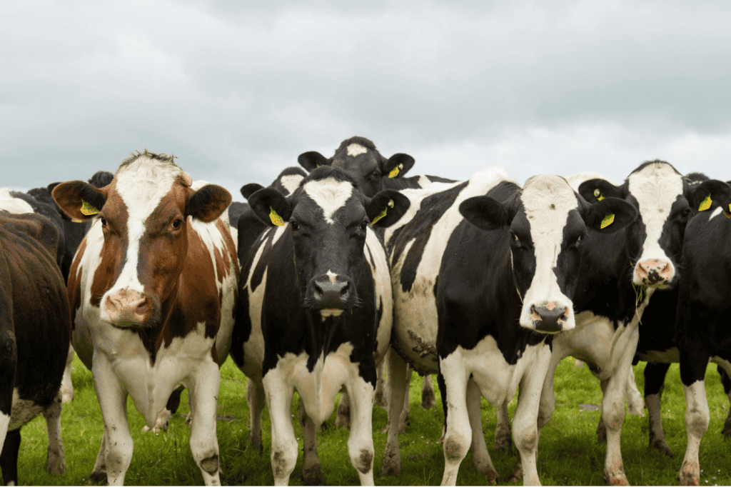 Healthy dairy cows grazing in Canterbury pasture under cloudy sky.