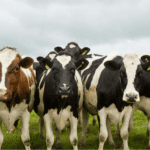 Healthy dairy cows grazing in Canterbury pasture under cloudy sky.