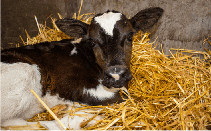 Young brown and white calf resting in clean straw bedding on a Canterbury farm