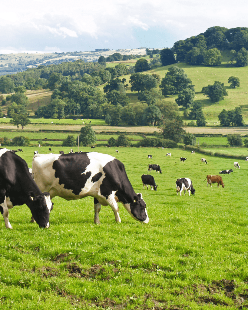 Aorangi Vets SM Tiles - 2026 Aorangi Vets - Dairy Service