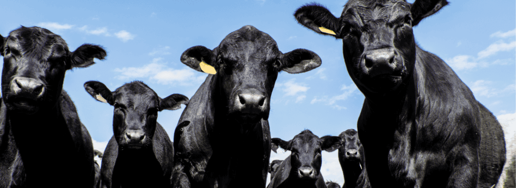 Farm Animals at Aorangi Vet Services Healthy farm animals receiving veterinary care in New Zealand.