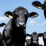 Healthy farm animals receiving veterinary care in New Zealand.