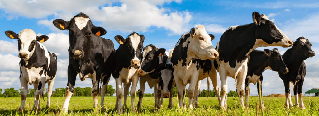 Dairy cows grazing on lush green pasture at Aorangi Vet Services in New Zealand.