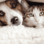Dog and cat resting together under a blanket at Aorangi Vet Services.