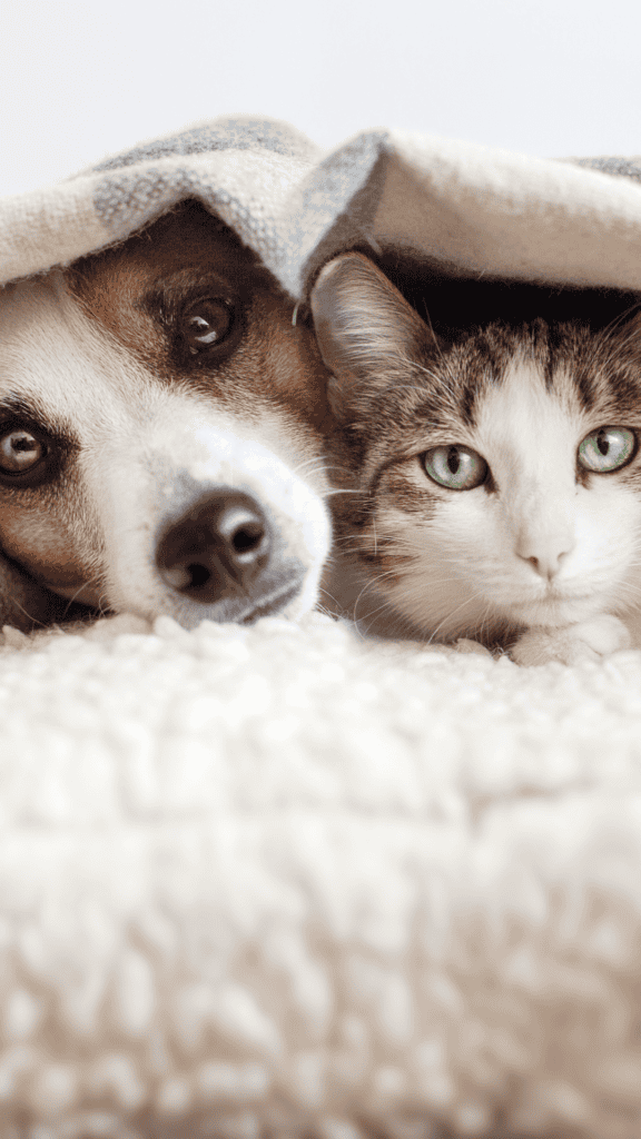 Dog and cat resting together under a blanket at Aorangi Vet Services.