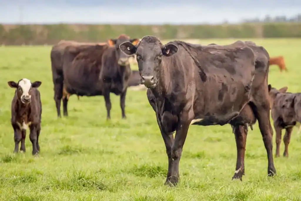 Dairy herd health management and veterinary care for optimal milk production.