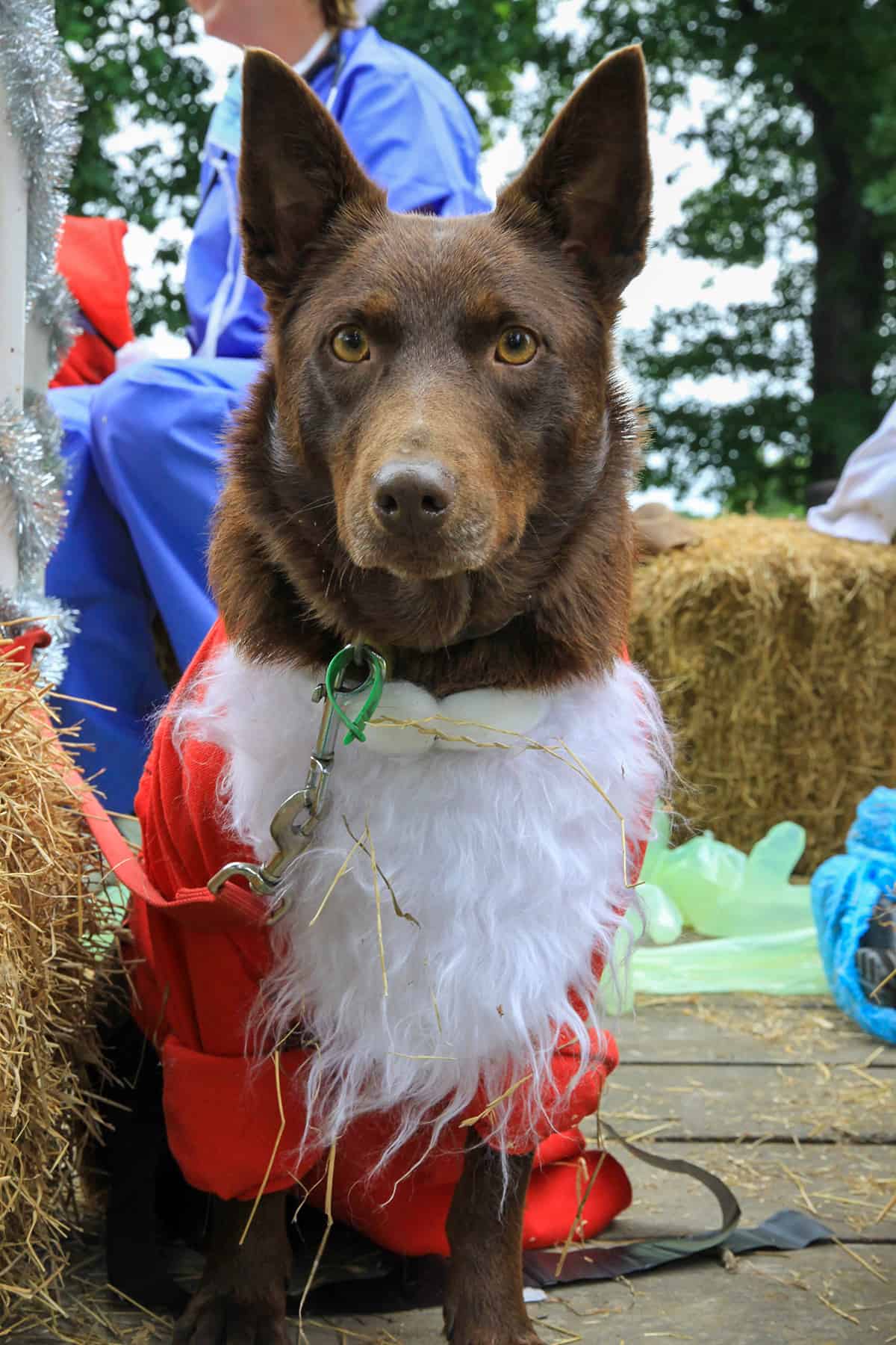 Geraldine Christmas parades Aorangi Vet Services