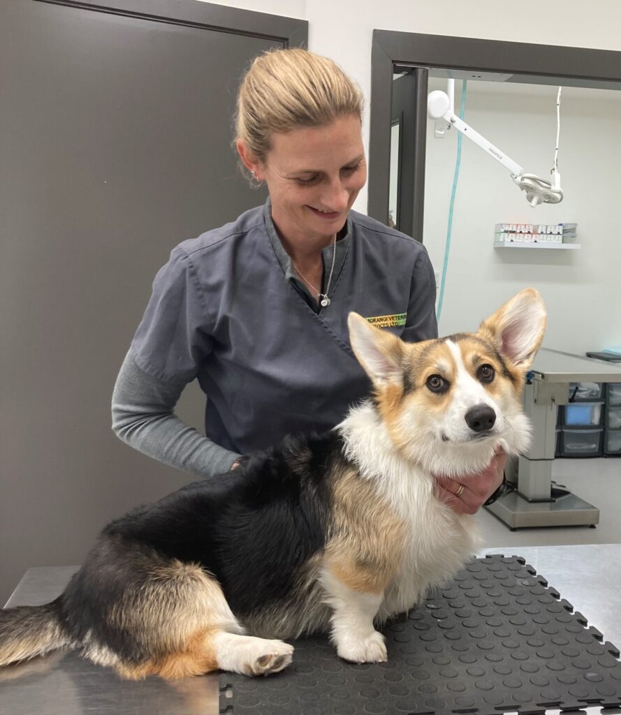 Heather & Corgie Heather & Corgie