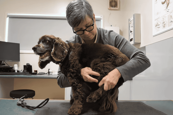 Meg_SeniorPetMobilityAssessment