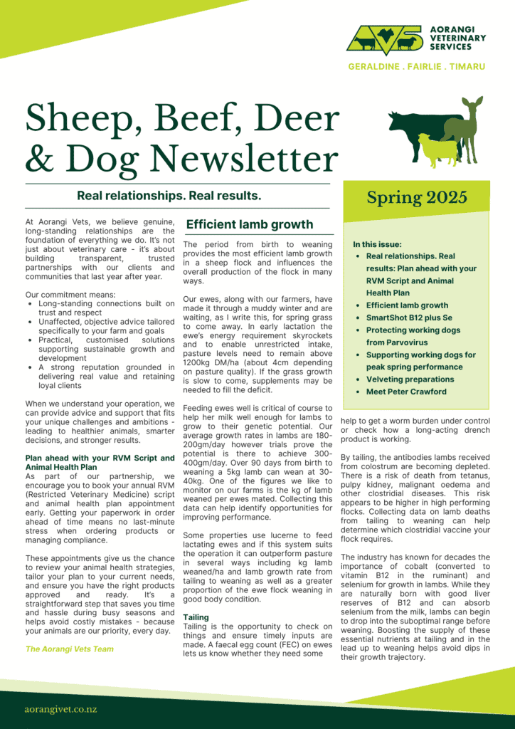 SBD Newsletter Springr 2025