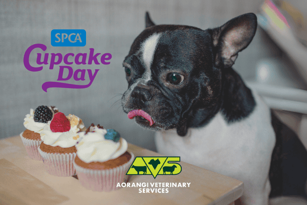 SPCACupcakeday SPCACupcakeday