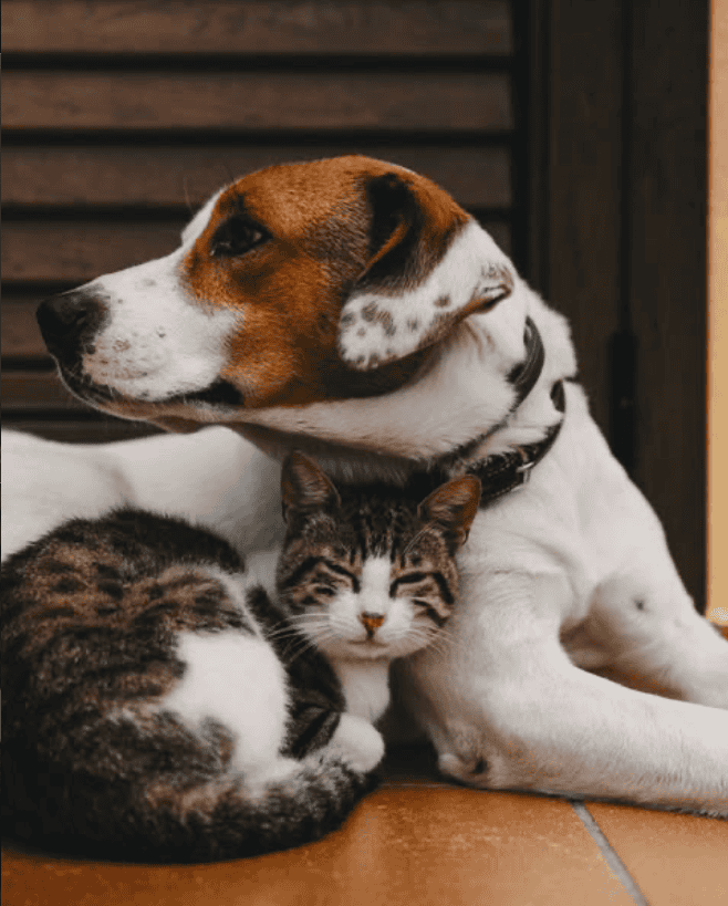When to Worm Your Cat or Dog