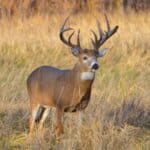 Stag in velvet on a Canterbury deer farm