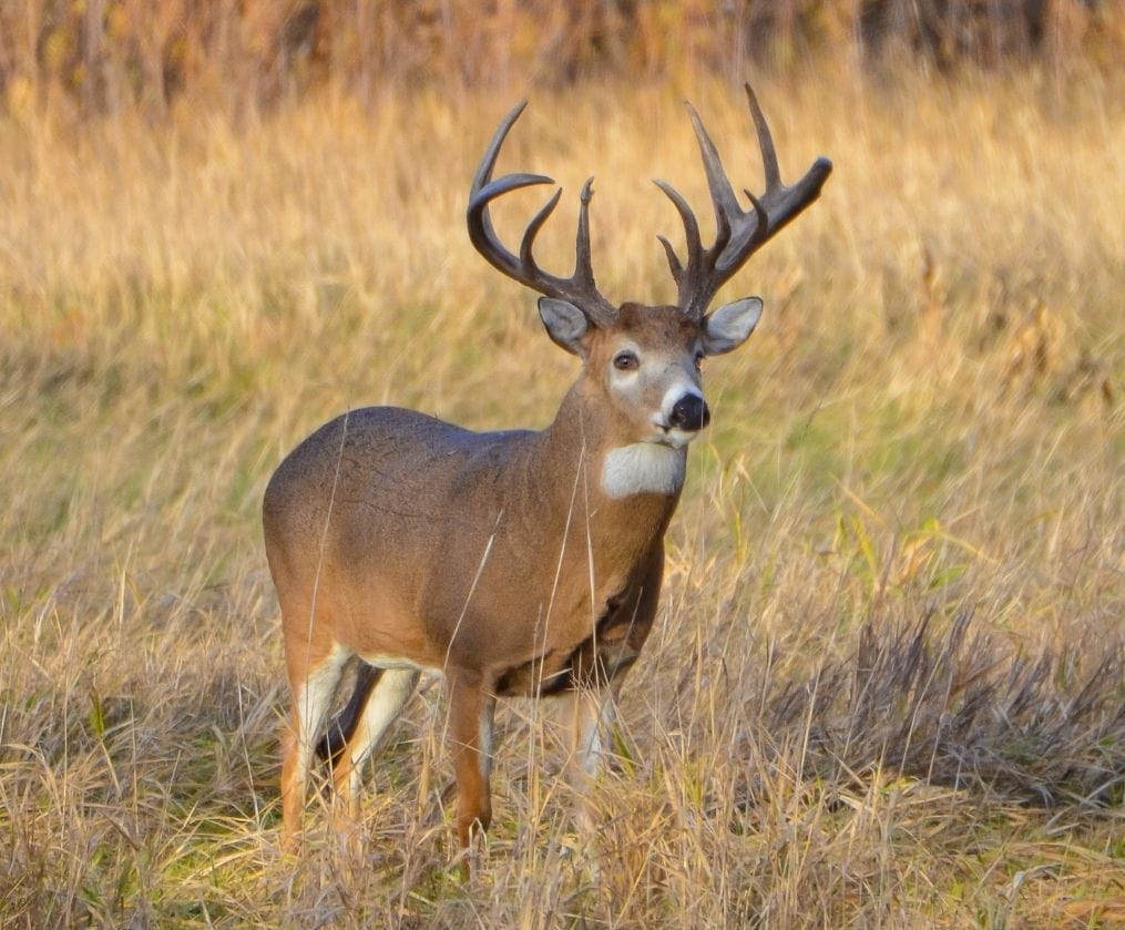 Velvet season Stag in velvet on a Canterbury deer farm