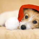 Cute Christmas pet dog puppy with Santa Claus hat - greeting card, web banner idea