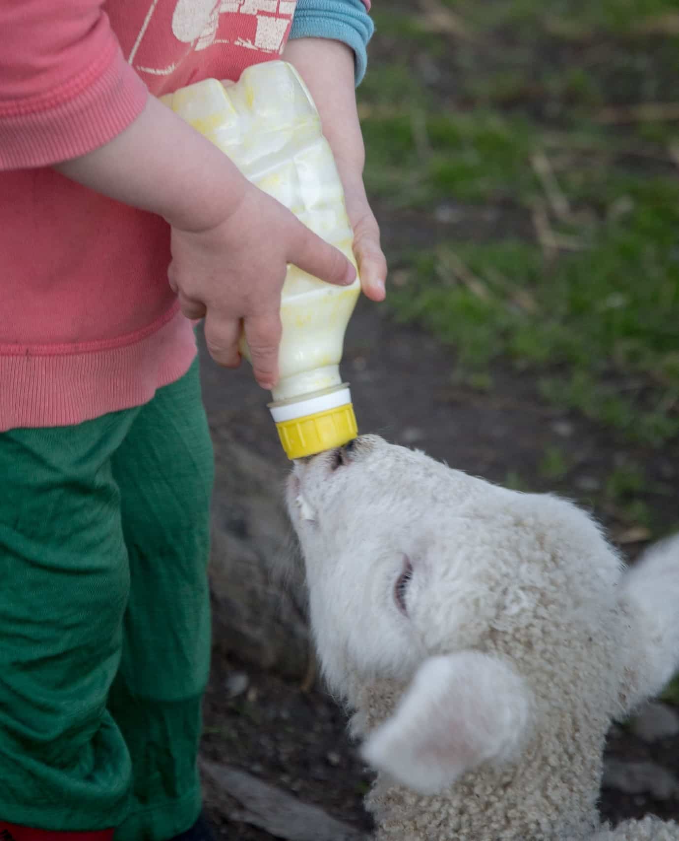 Rearing Pet Lambs Aorangi Vet Services