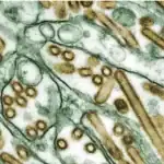 Transmission electron microscope image showing avian influenza (bird flu) virus particles within infected tissue cells at high magnification.